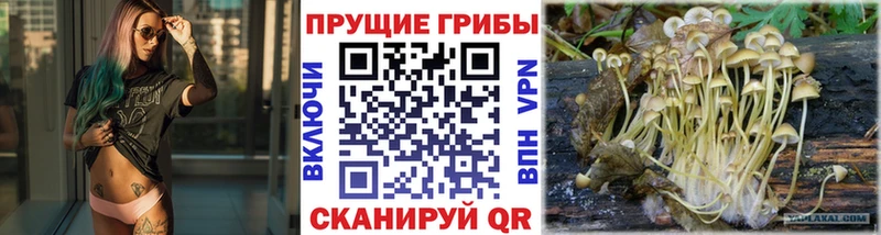наркота  Комсомольск  Псилоцибиновые грибы MAGIC MUSHROOMS 